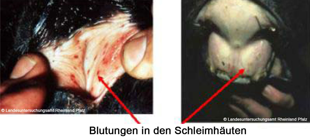 anaemie-der-einhufer2