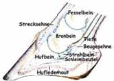 Podotrochlose beim Pferd