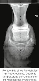 Podotrochlose beim Pferd