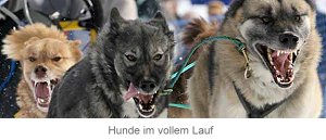 Naturheilkunde als Prophylaxe im Hundesport