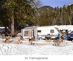 Naturheilkunde als Prophylaxe im Hundesport