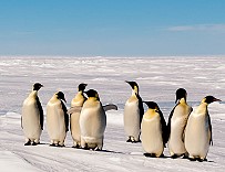 201701 Pinguine3