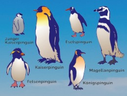 201701 Pinguine4