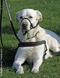 Aggressiver Hund - Gefährlicher Hund