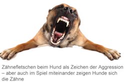 Aggressiver Hund - Gefährlicher Hund