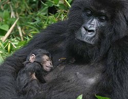 Gorillas im Nebel menschlicher Verwandtschaft