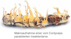 Makroaufnahme einer vom Cordyceps parasitierten Insektenlarve