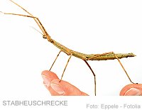 Foto: Eppele - Fotolia