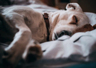 THP 2 19 Page11 Image2