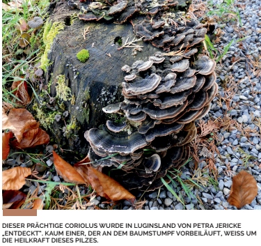 THP 2 19 Page32 Image1