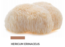 THP 2 19 Page32 Image2