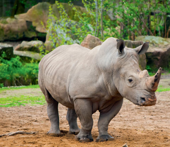 THP 2 19 Page38 Image1