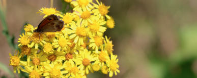 THP 2 19 Page44 Image1