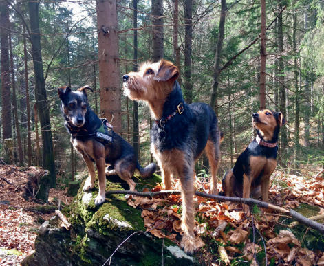 THP 2 19 Page46 Image5