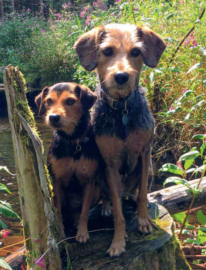 THP 2 19 Page47 Image5