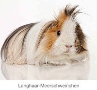 Langhaar-Meerschweinchen