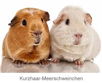 Kurzhaar-Meerschweinchen