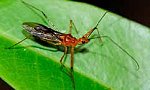 Cantharis