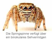 Die Springspinne verfügt über ein binokulares Seevermögen