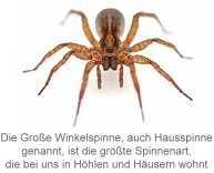 Die Große Winkelspinne, auch Hausspinne genannt, ist die größte Spinnenart, die bei uns in Höhlen und Häusern wohnt