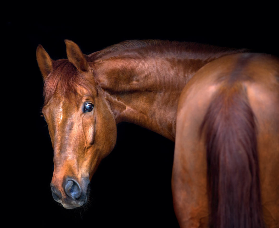 Reizhusten Pferd Hausmittel