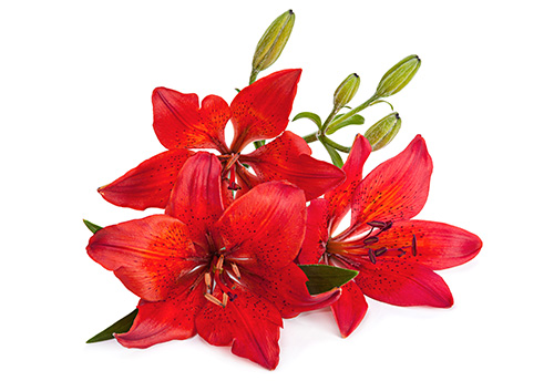 AdobeStock 106981522