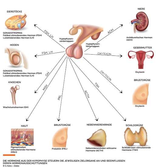 THP 3 21 Page20 Image1