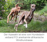 Der Azawakh ist eine vom Hundeda chverband FCI anerkante afrikanische Windhundrasse