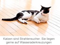 Katzen sind Strahlensucher. Sie liegen gerne auf Wasseraderkreuzungen