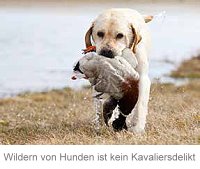 Wildern von Hunden ist kein Kavaliersdelikt