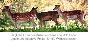 Jegliche Form des Aufscheuchens von Wild kann gravierend negative Folgen für die Wildtiere haben