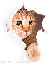 Fotos: © Kuzmin – Fotolia