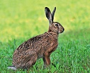 201603 Tierwelt2