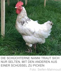 201705 Huhn5