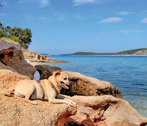 THP 5 20 Page6 Image1