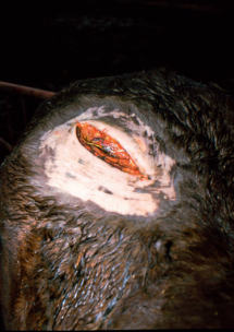 THP 5 21 300 Page23 Image11