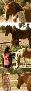 HEALING HORSES