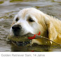 GOLDEN RETRIEVER SAM, 14 JAHRE