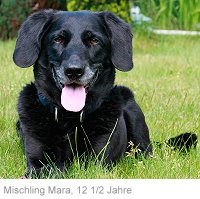 MISCHLING MARA, 12 ½ Jahre