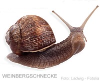 Foto: emer - Fotolia