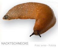 Foto: emer - Fotolia