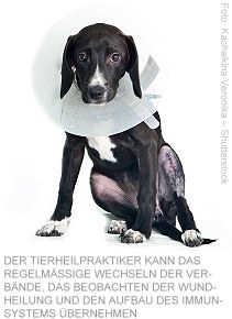 Foto: Kachalkina Veronika – Shutterstock