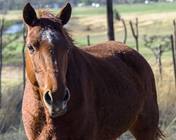 201606 Pferd5