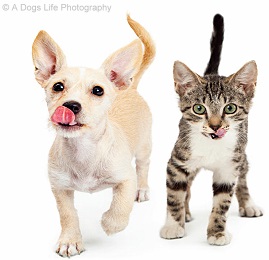 © A Dogs Life Photography – Fotolia, 