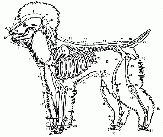 anatomiehund