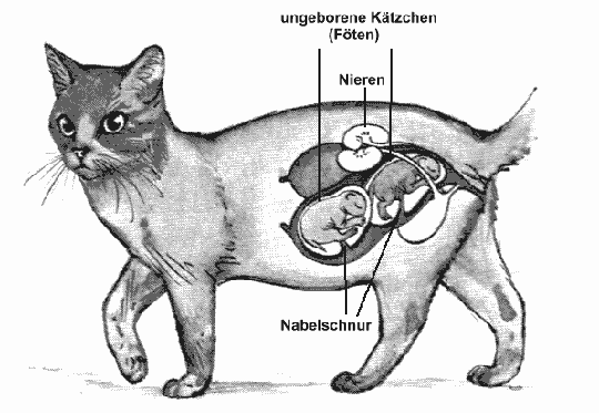 anatomiekatze4