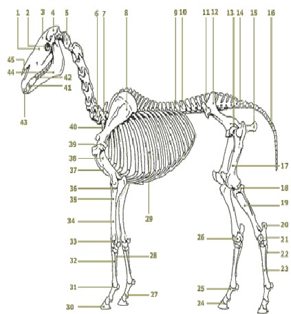 anatomiepferd