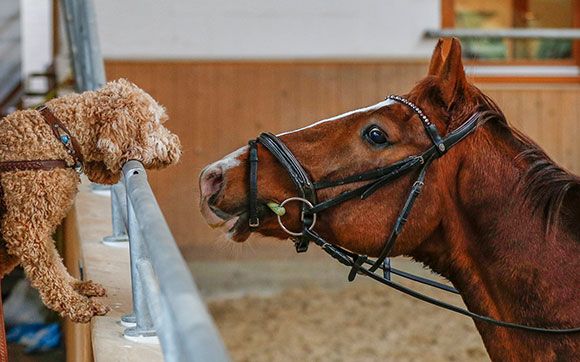 Tierheilpraktiker Kongresse